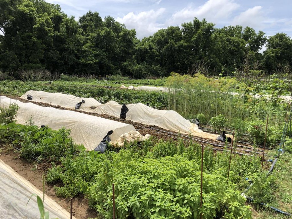 Growing Together Nashville is Giving Opportunities to Refugee Farmers